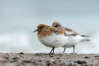 Calidris minuta