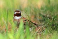 Emberiza leucocephalos