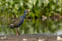 Porphyrio madagascariensis