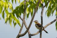 Emberiza flaviventris