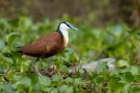 Zambia - FAUNA