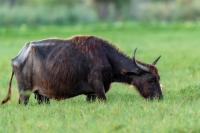 Wild water buffalo