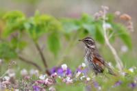 Turdus iliacus