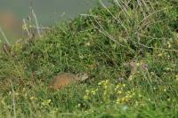 European ground squirrel