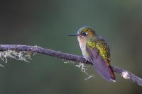 ECUADOR-FAUNA