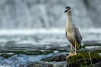 Nycticorax nycticorax