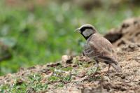 Sri Lanka FAUNA