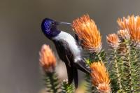 ECUADOR-FAUNA