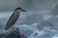 Nycticorax nycticorax