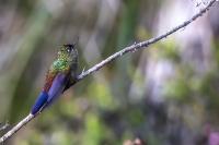 ECUADOR-FAUNA