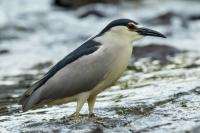 Nycticorax nycticorax