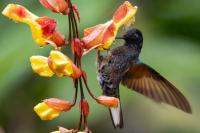 ECUADOR-FAUNA