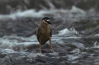 Nycticorax nycticorax