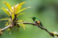 ECUADOR-FAUNA