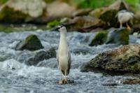 Nycticorax nycticorax