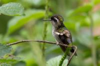 ECUADOR-FAUNA