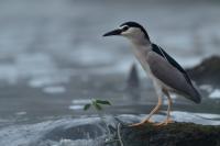 Nycticorax nycticorax