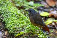 ECUADOR-FAUNA