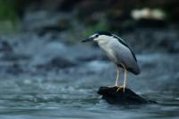 Nycticorax nycticorax