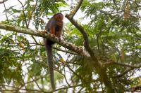 ECUADOR-FAUNA