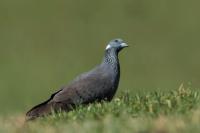 ETHIOPIA FAUNA