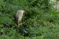 Nycticorax nycticorax