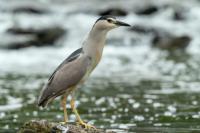 Nycticorax nycticorax