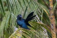 ECUADOR-FAUNA