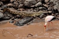 ETHIOPIA FAUNA