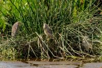 Nycticorax nycticorax