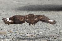 Stercorarius skua