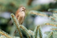 Carduelis cannabina