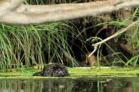 Eurasian beaver