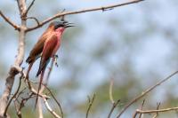 Merops nubicoides