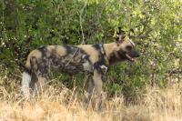 African wild dog