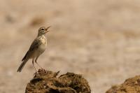 Anthus cinnamomeus