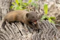 Common dwarf mongoose