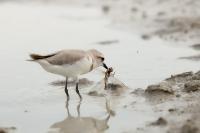 Charadrius pallidus