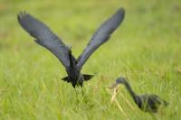 Egretta vinaceigula