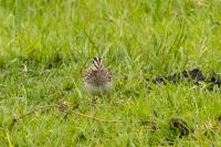 Gallinago nigripennis