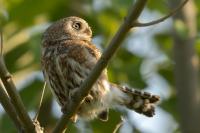 Glaucidium perlatum