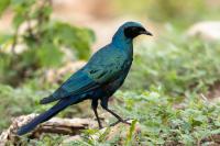 Lamprotornis australis