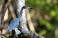 Egretta caerulea 