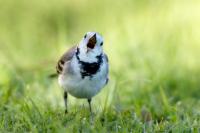 Motacilla alba