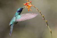 Colibri coruscans