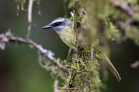 Myiodynastes chrysocephalus