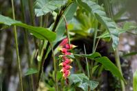 ECUADOR -FLOWERS