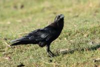 Corvus edithae