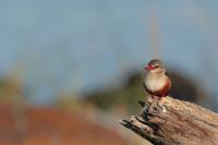 Halcyon leucocephala