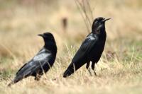 Corvus capensis